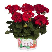 Зональная, кустовая пеларгония (герань) Green Idols True Red